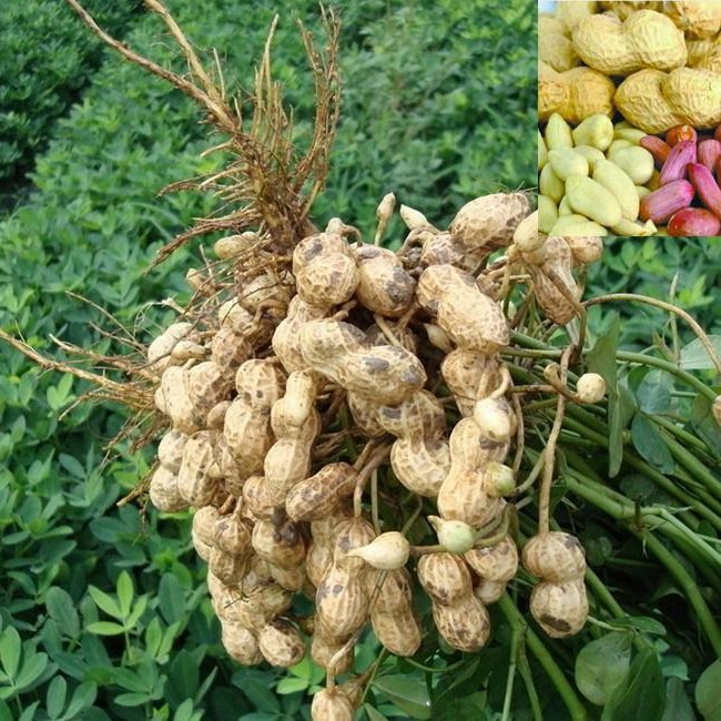 Factory Price Wholesale Peeled Blanched Raw Peanut Kernel HACCP with Without Shell Organic Natural Peanut From China