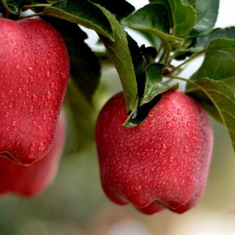 Nutritious and Vitamin