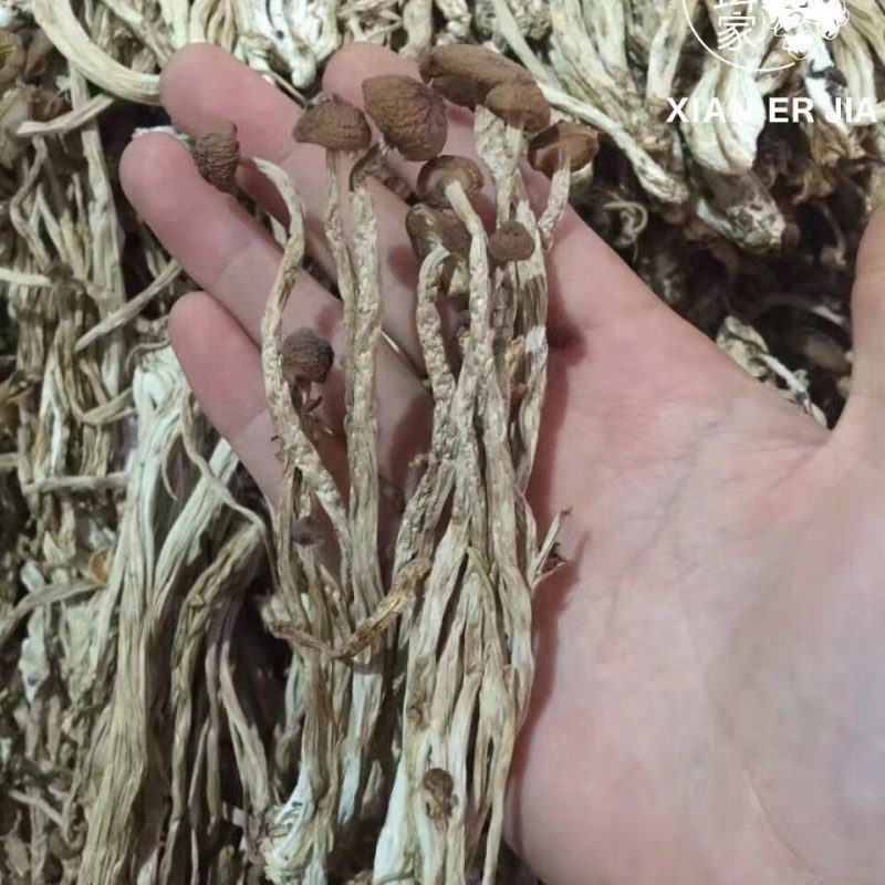 Pure Tea Tree Mushroom Essence for Aromatherapy and Relaxation