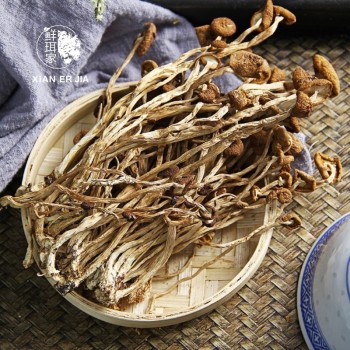 Pure Tea Tree Mushroom Essence for Aromatherapy and Relaxation