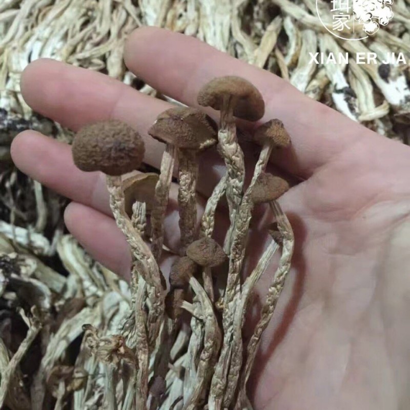 Pure Tea Tree Mushroom Essence for Aromatherapy and Relaxation