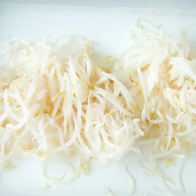 Canned Pickled Green Mung Bean Sprout From Fresh Raw Material in 3000gr 3kg 3100ml A10 Tin