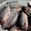 Fresh Frozen Premium Quality Fish Frozen Seafood Wgs Tilapia with All Size