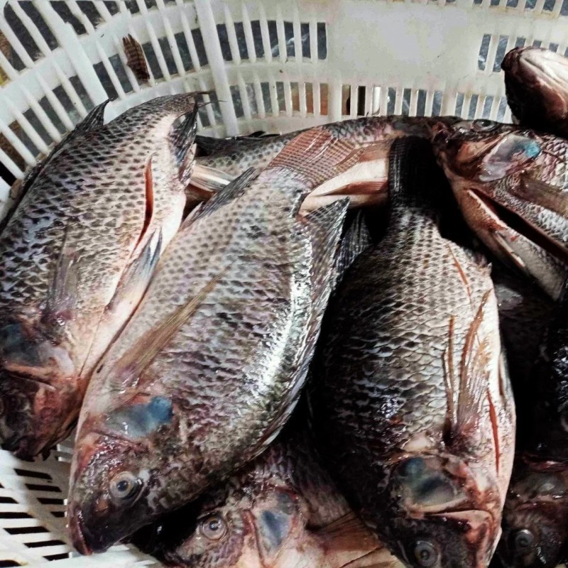 Fresh Frozen Premium Quality Fish Frozen Seafood Wgs Tilapia with All Size