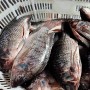 Fresh Frozen Premium Quality Fish Frozen Seafood Wgs Tilapia with All Size