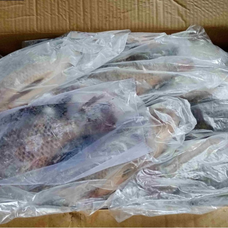 Fresh Frozen Premium Quality Fish Frozen Seafood Wgs Tilapia with All Size