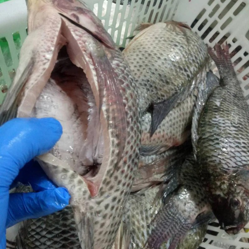 Fresh Frozen Premium Quality Fish Frozen Seafood Wgs Tilapia with All Size