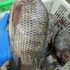Fresh Frozen Premium Quality Fish Frozen Seafood Wgs Tilapia with All Size