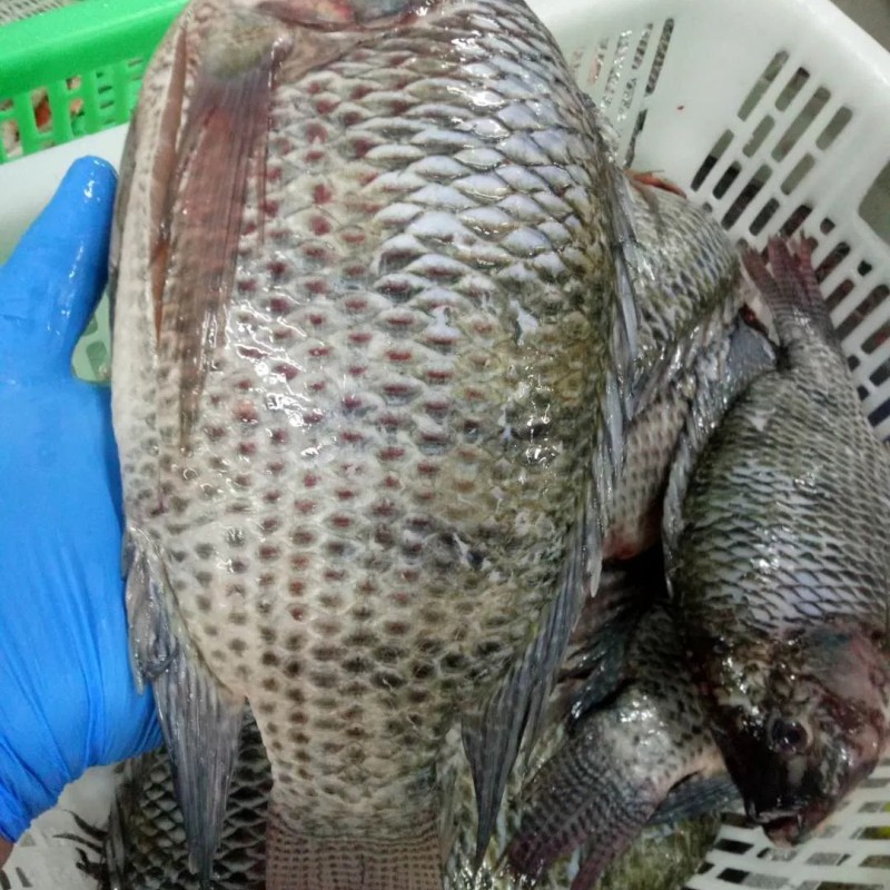 Fresh Frozen Premium Quality Fish Frozen Seafood Wgs Tilapia with All Size