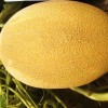 Hami Melon Seed Yellow Melon Seeds for Sowing