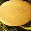Hami Melon Seed Yellow Melon Seeds for Sowing