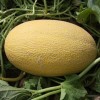 Hami Melon Seed Yellow Melon Seeds for Sowing