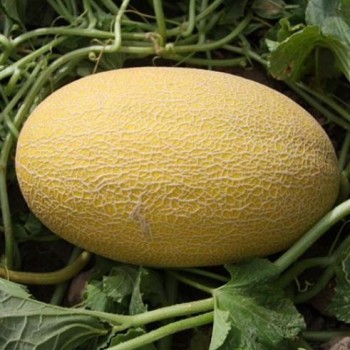 Hami Melon Seed Yellow Melon Seeds for Sowing
