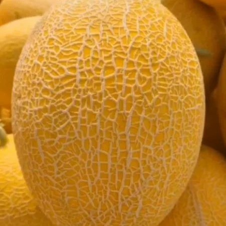 Hami Melon Seed Yellow Melon Seeds for Sowing