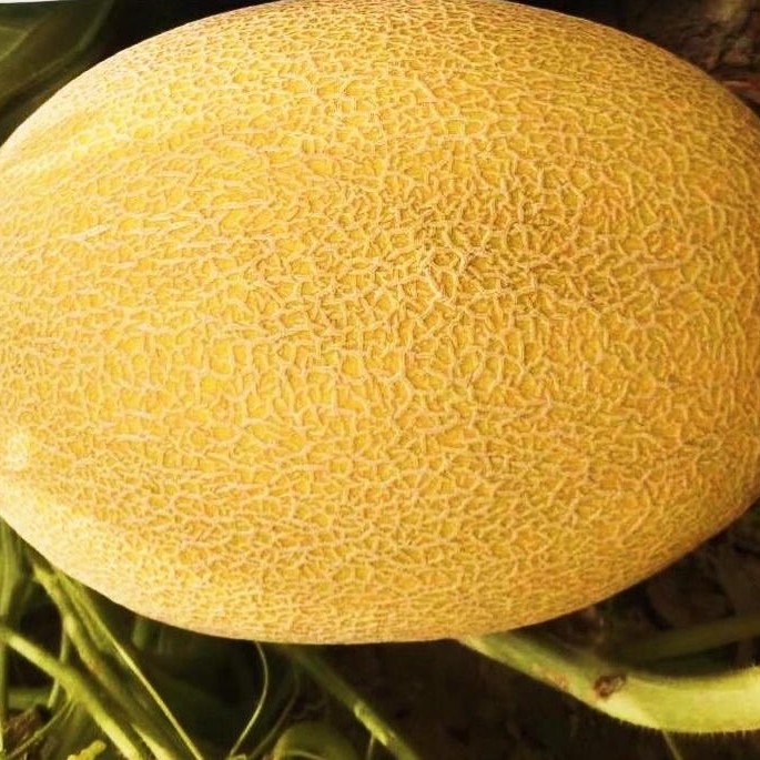 Hami Melon Seed Yellow Melon Seeds for Sowing