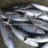 Whole Round IQF Frozen Seafood Bonito Fish (Sarda Orientalis)