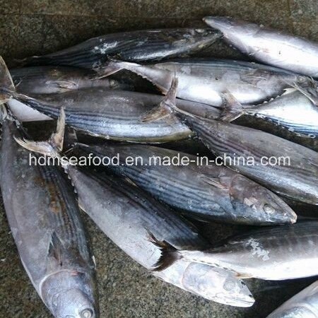 Whole Round IQF Frozen Seafood Bonito Fish (Sarda Orientalis)