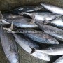 Whole Round IQF Frozen Seafood Bonito Fish (Sarda Orientalis)