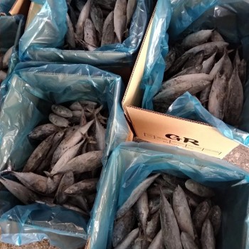 Whole Round IQF Frozen Seafood Bonito Fish (Sarda Orientalis)