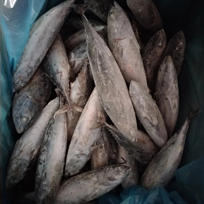 Whole Round IQF Frozen Seafood Bonito Fish (Sarda Orientalis)