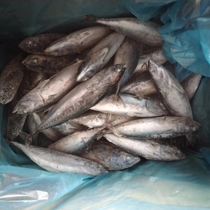 Whole Round IQF Frozen Seafood Bonito Fish (Sarda Orientalis)