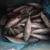 Whole Round IQF Frozen Seafood Bonito Fish (Sarda Orientalis)