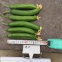 Multi Fruits Cucumber Seeds From China