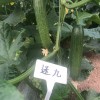 Multi Fruits Cucumber Seeds From China
