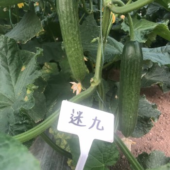 Multi Fruits Cucumber Seeds From China