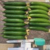 Multi Fruits Cucumber Seeds From China