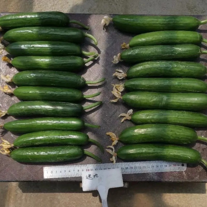 Multi Fruits Cucumber Seeds From China