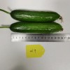 Multi Fruits Cucumber Seeds From China