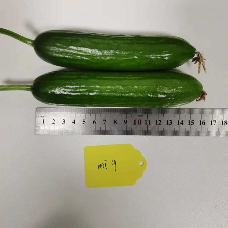 Multi Fruits Cucumber Seeds From China