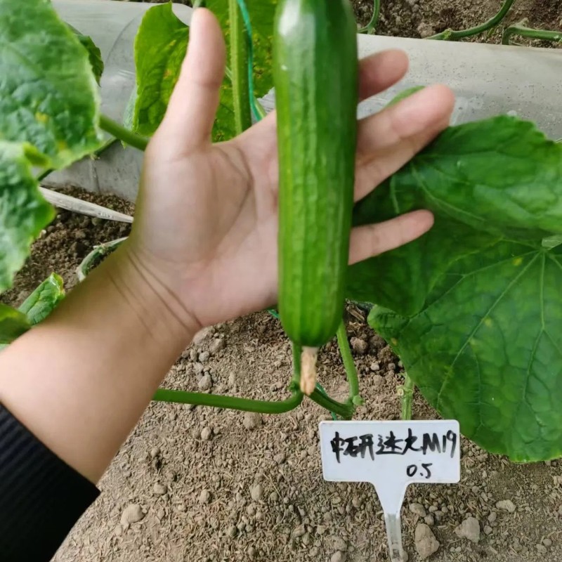 Multi Fruits Cucumber Seeds From China