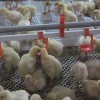 High-Quality Removable Trays Hygienic Small Farms Climate Control Broiler Falt Raising System