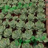Agave Wholesale Potatorum 'kisshou-Kan-Nishiki' Small Indoor Succulents Bonsai Nursery