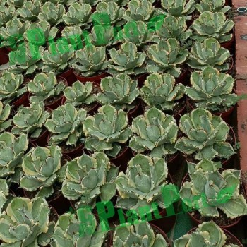 Agave Wholesale Potatorum 'kisshou-Kan-Nishiki' Small Indoor Succulents Bonsai Nursery
