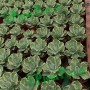 Agave Wholesale Potatorum 'kisshou-Kan-Nishiki' Small Indoor Succulents Bonsai Nursery