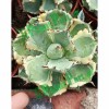 Agave Wholesale Potatorum 'kisshou-Kan-Nishiki' Small Indoor Succulents Bonsai Nursery