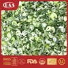 IQF Frozen Spring Grenn Onion China Vegtables