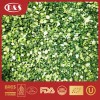 IQF Frozen Spring Grenn Onion China Vegtables