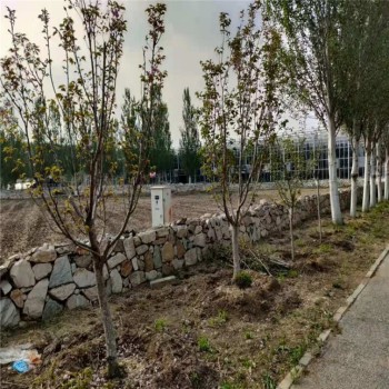 Cost-Effective High Efficient Corrosion-Resistant Intelligent Greenhouse with Enhanced Structural Integrity