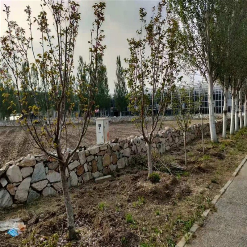 Cost-Effective High Efficient Corrosion-Resistant Intelligent Greenhouse with Enhanced Structural Integrity