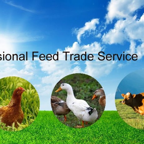 L-Lysine Sulphate Feed Grade 70%