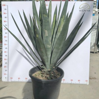Agave Sisalana Outdoor Ornamental Agave Live Plant Ready for Ship