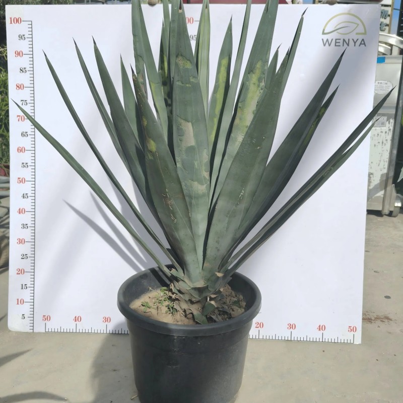 Agave Sisalana Outdoor Ornamental Agave Live Plant Ready for Ship