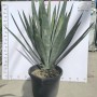 Agave Sisalana Outdoor Ornamental Agave Live Plant Ready for Ship