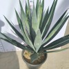 Agave Sisalana Outdoor Ornamental Agave Live Plant Ready for Ship