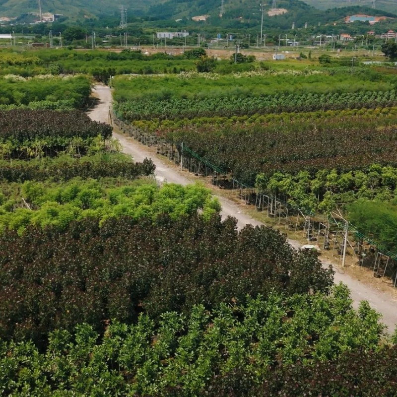 Agave Sisalana Outdoor Ornamental Agave Live Plant Ready for Ship