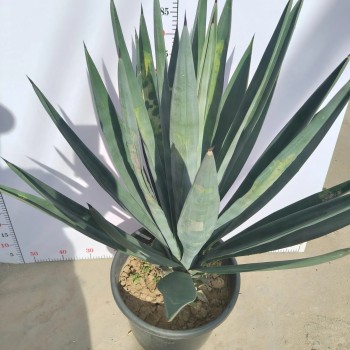 Agave Sisalana Outdoor Ornamental Agave Live Plant Ready for Ship
